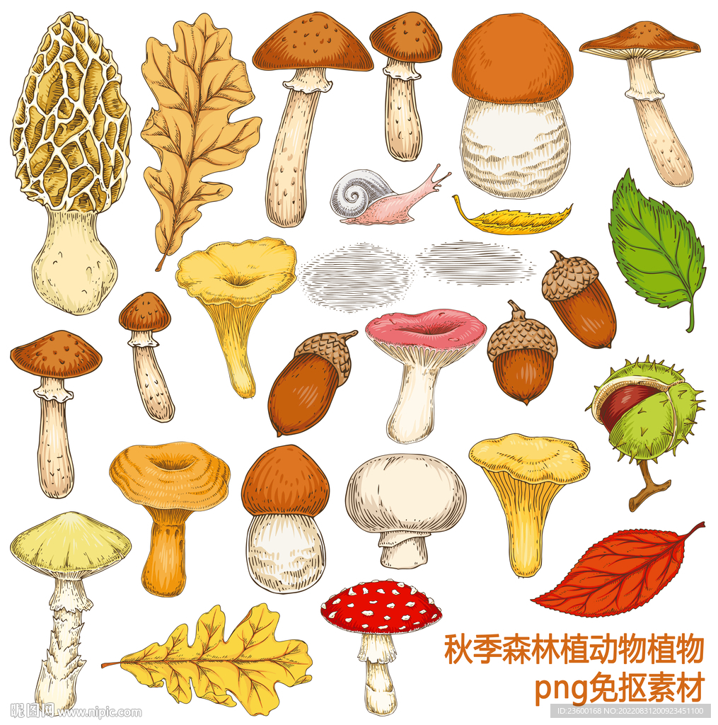 秋季森林动植物
