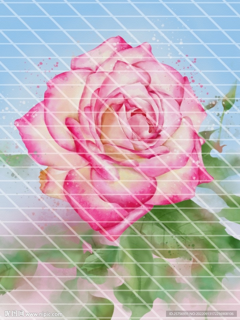玫瑰花