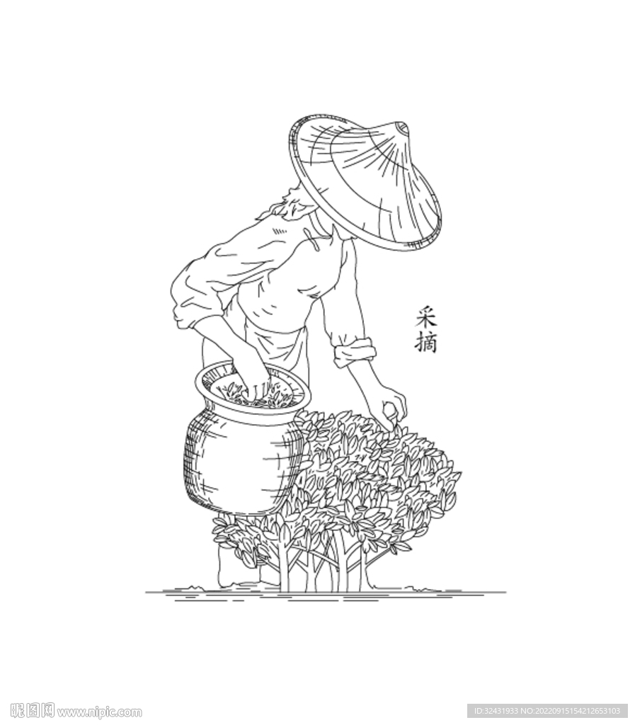 茶叶加工流程 采摘