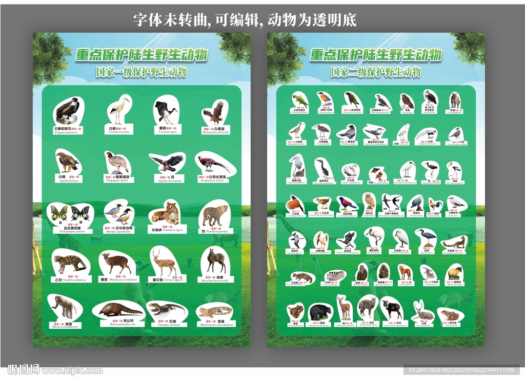 野生动物