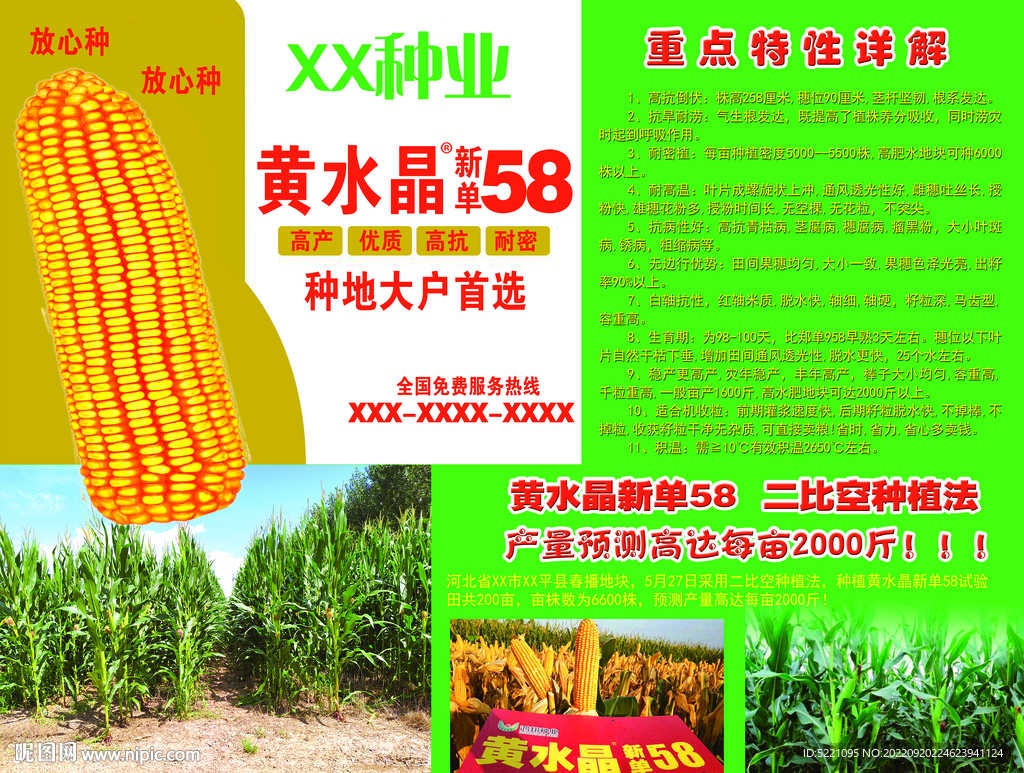 种子 玉米 