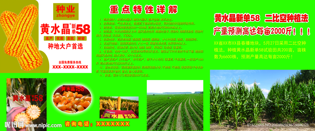 种子 玉米