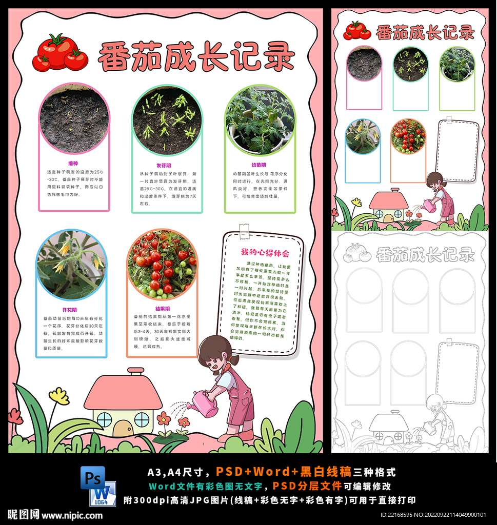 竖版西红柿生长观察日记小报