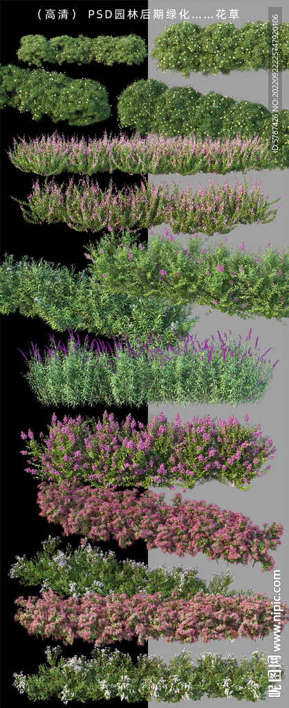 后期花圃植物