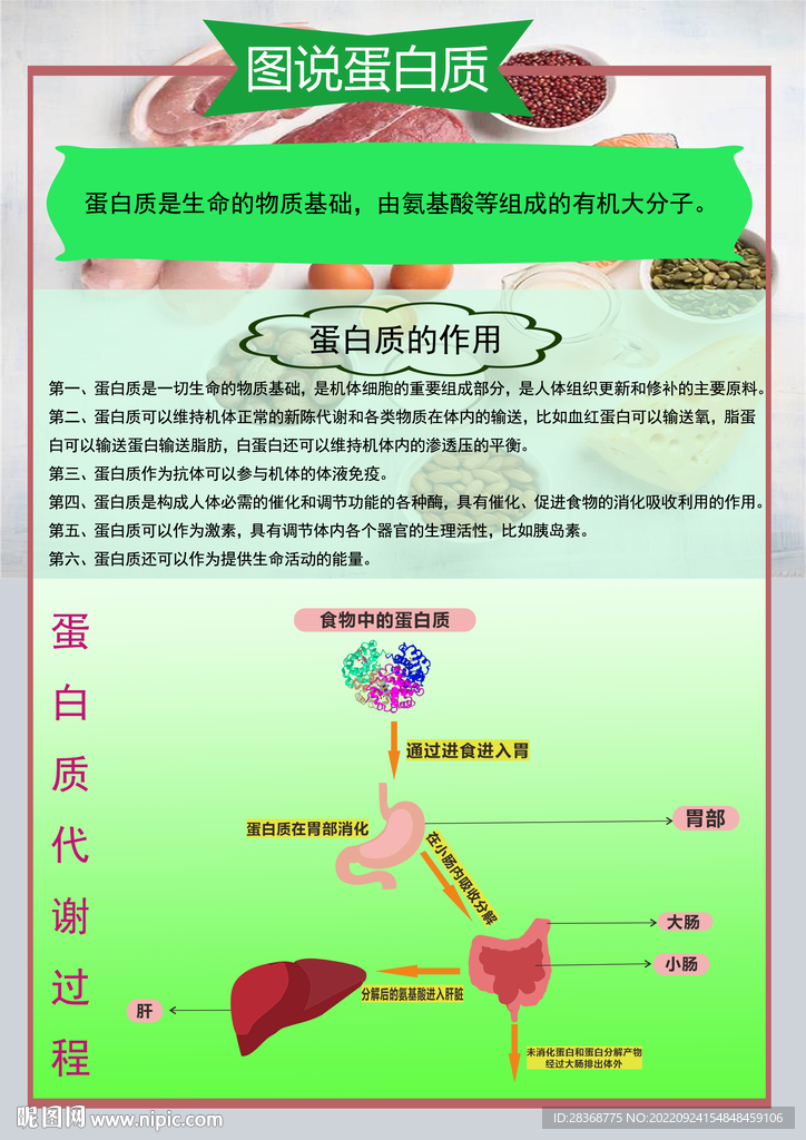 生物蛋白知识宣传海报