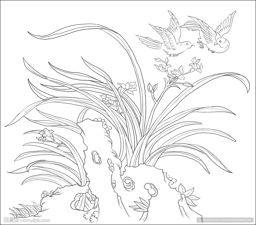 兰花