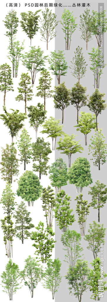 园艺绿化树木植物