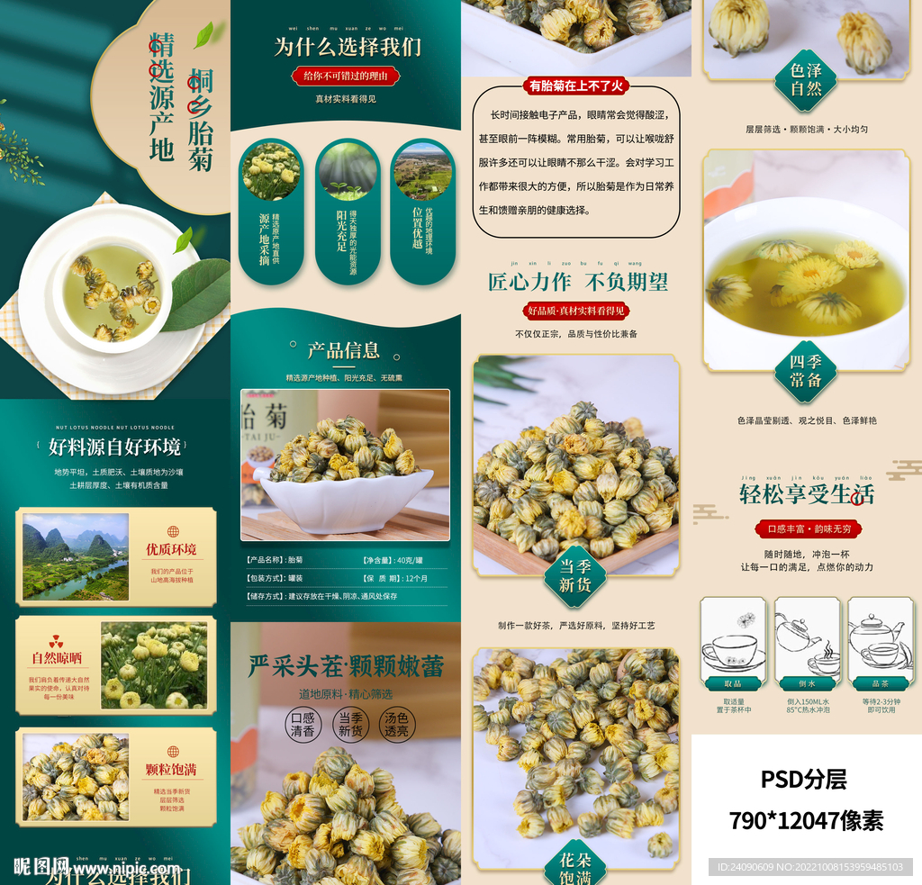胎菊详情
