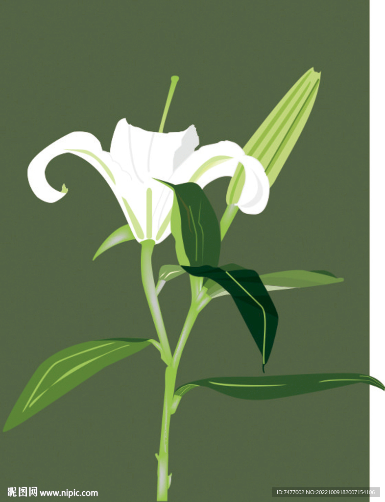 百合花