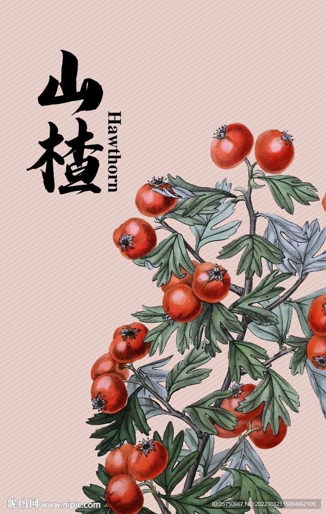 山楂 