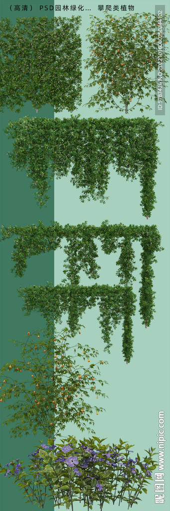 爬藤植物