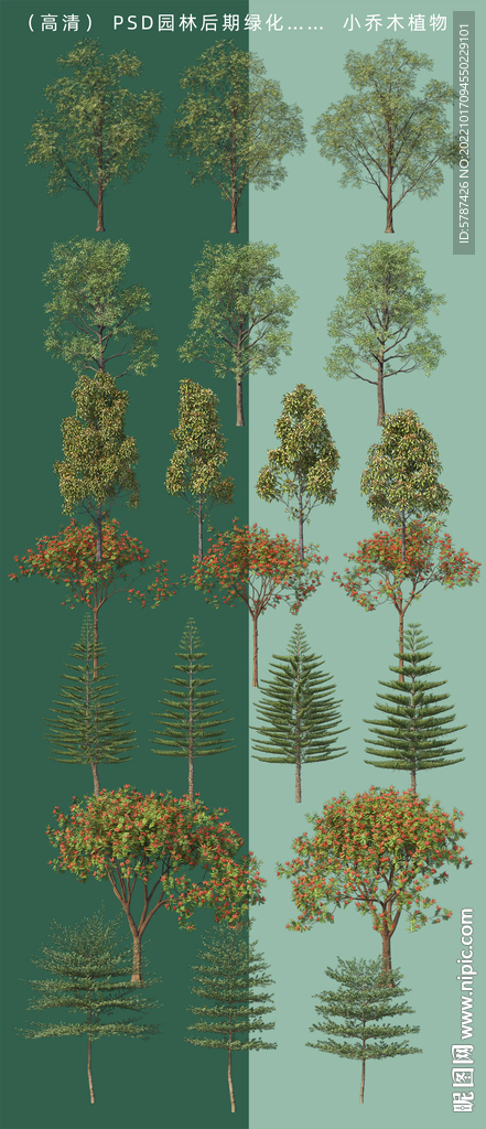  园林后期树木