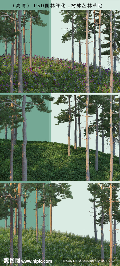 山坡丛林