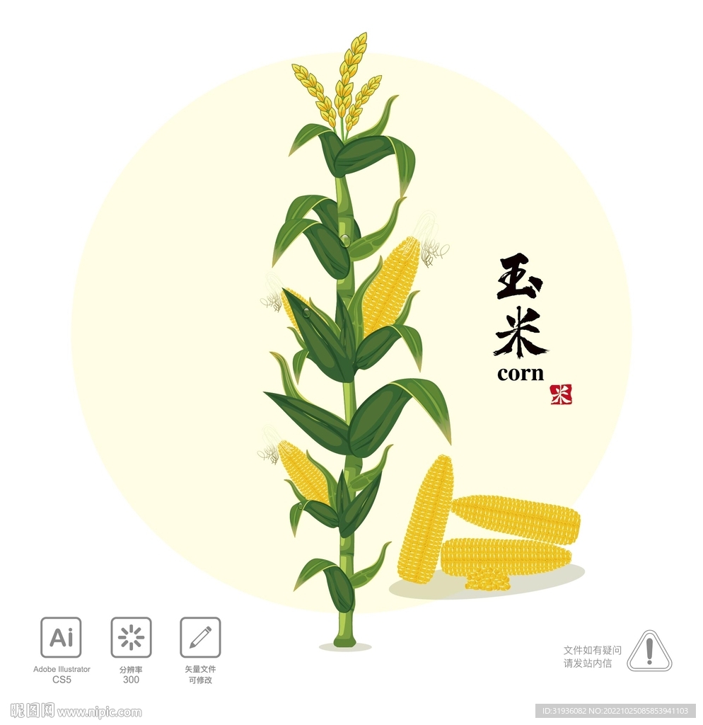 玉米