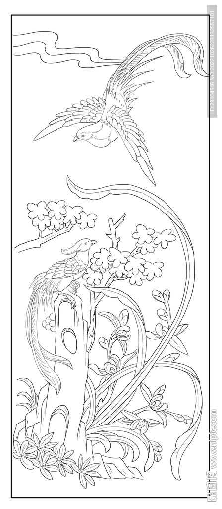 兰花 