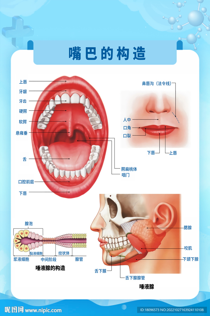 嘴巴的构造图