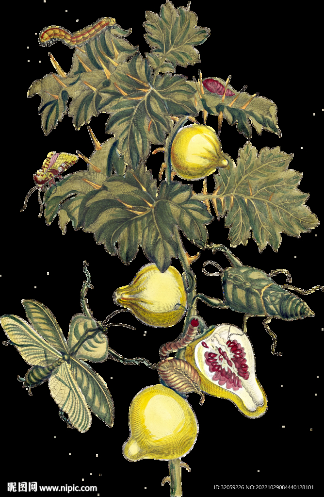植物昆虫果实插画
