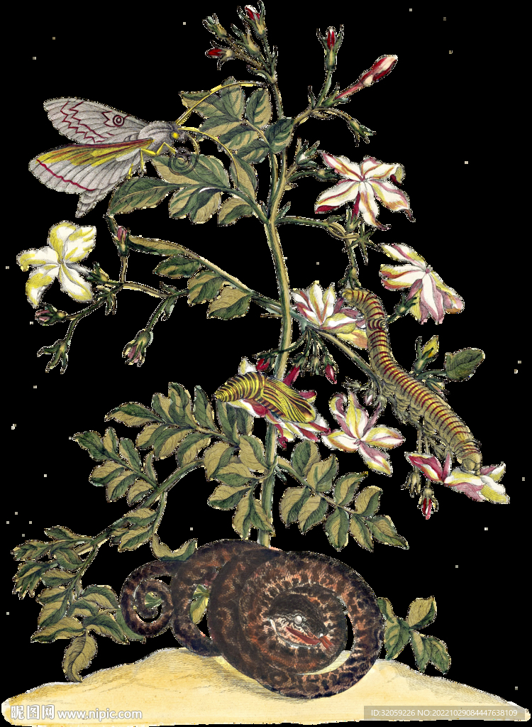 植物昆虫花插画