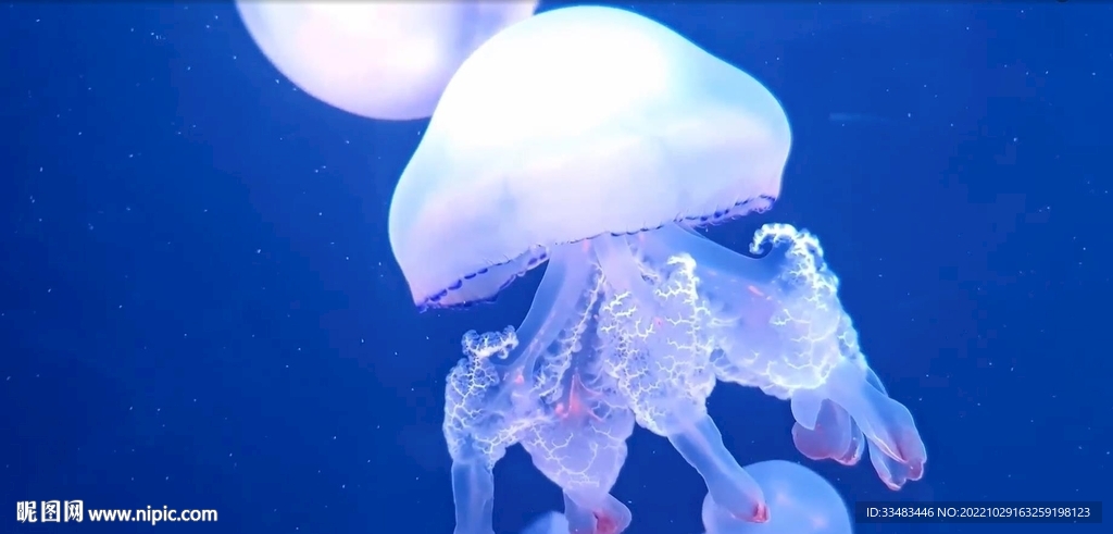 水母视频