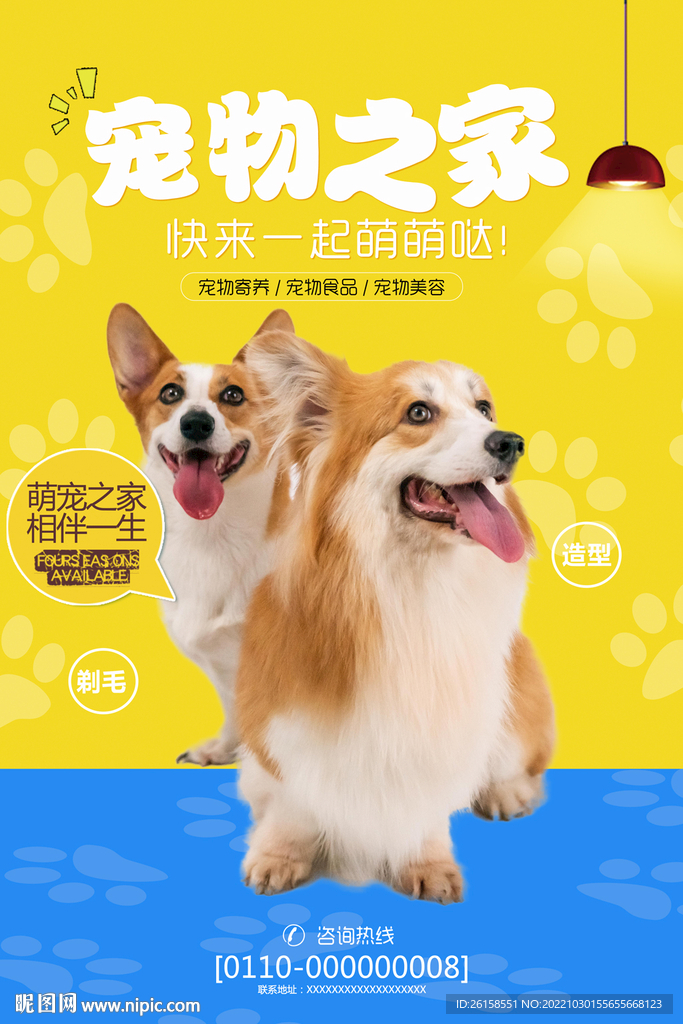 宠物