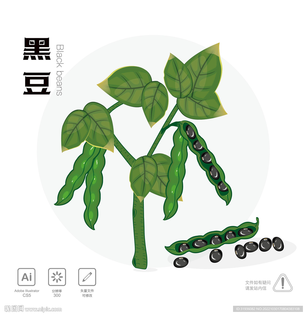 黑豆 插画