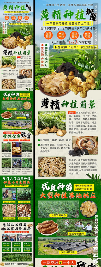 黄精种植