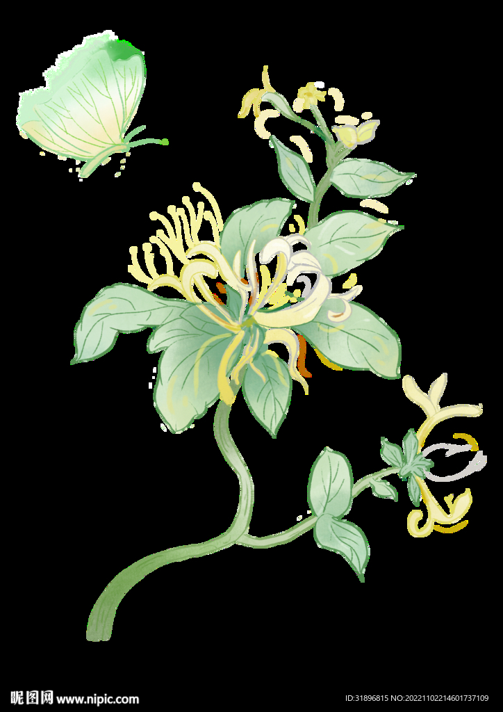 手绘金银花插画