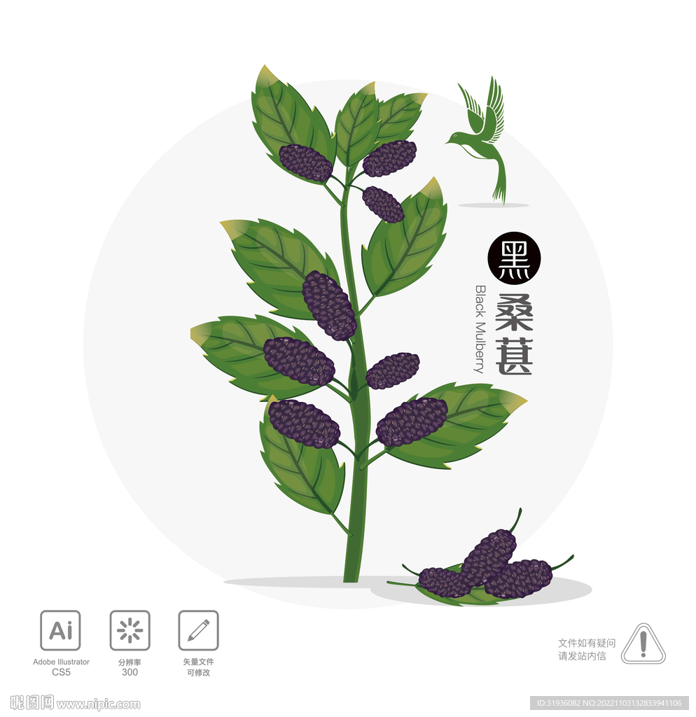桑葚 插画