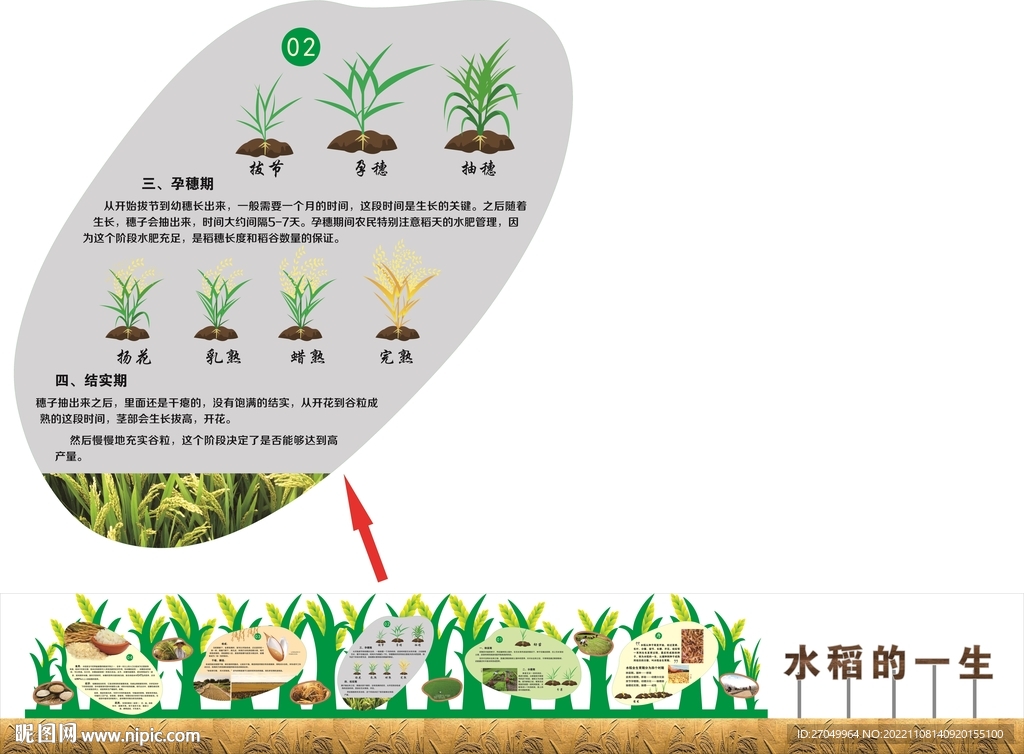 水稻的一生