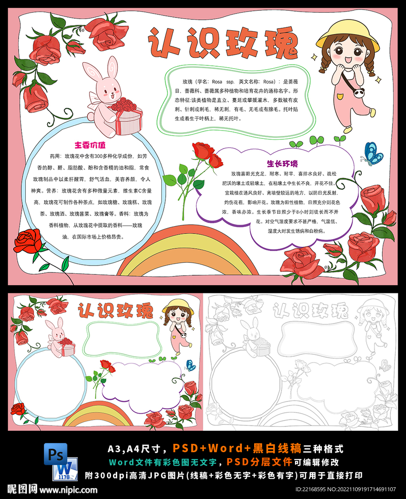 认识玫瑰花植物观察小报