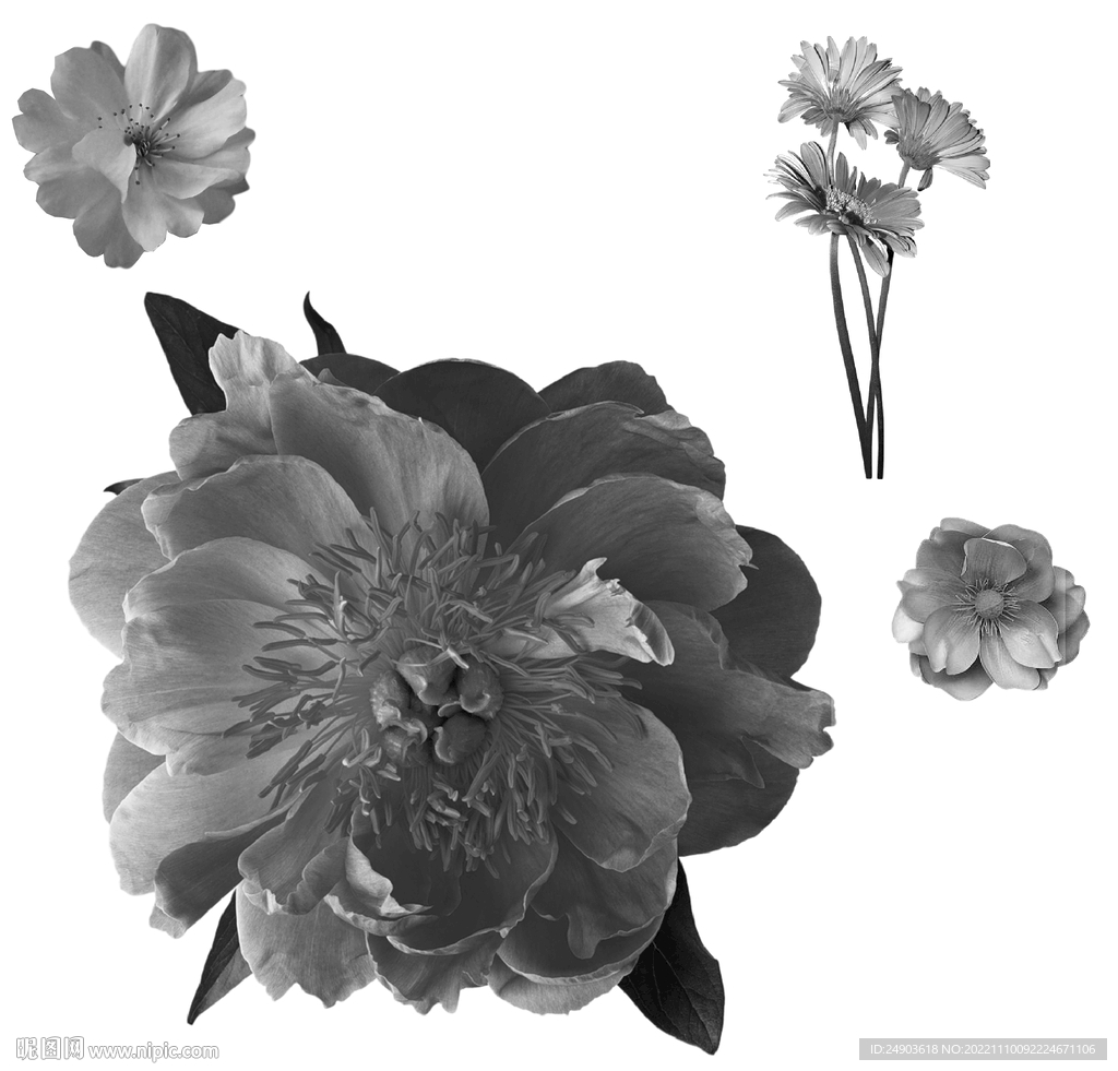 黑白灰花朵