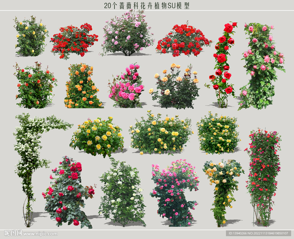 2D蔷薇科花卉植物