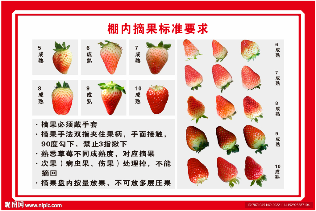 草莓成熟标准