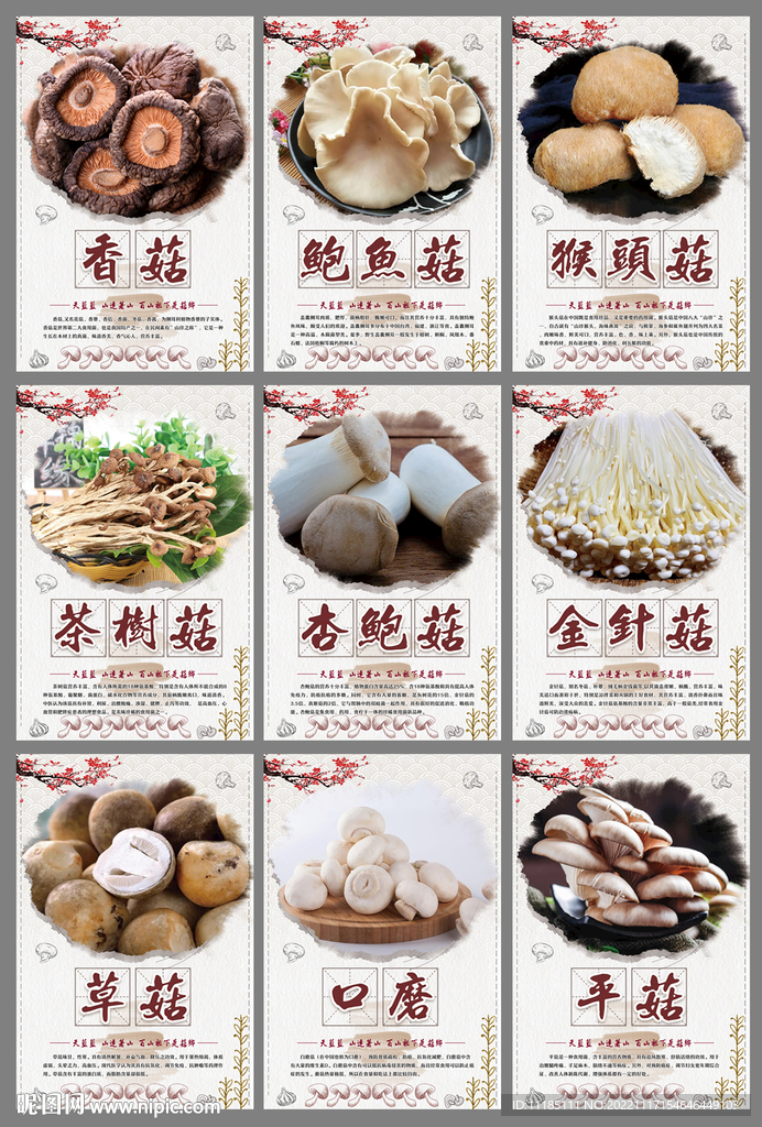 蘑菇大全海报