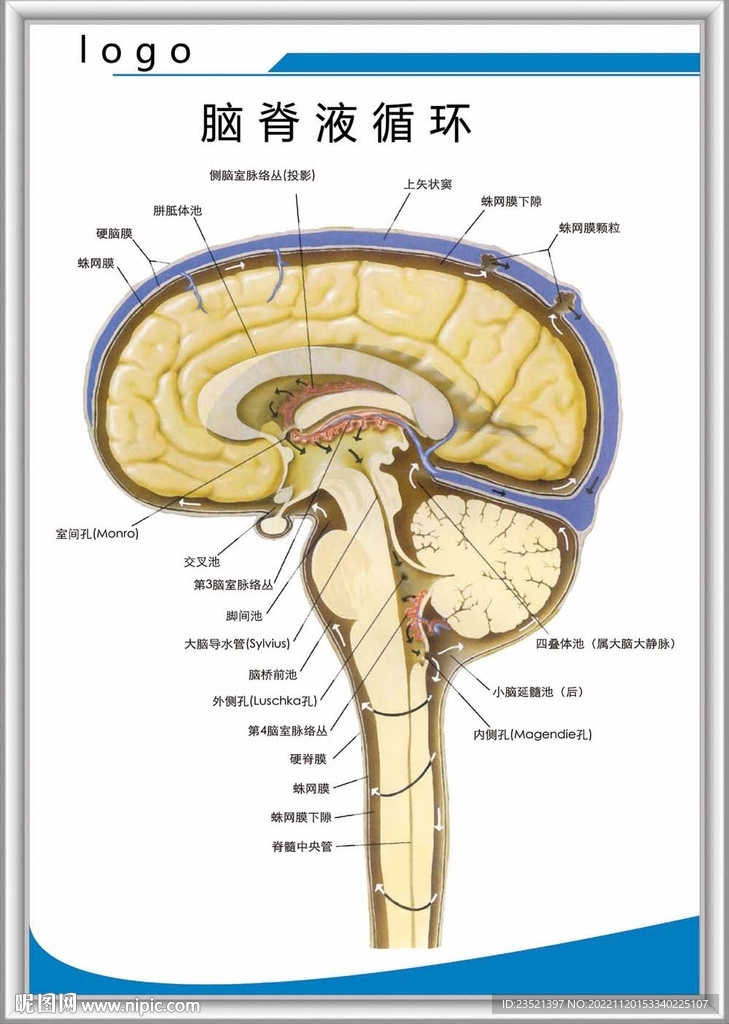 脑脊液循环解剖图