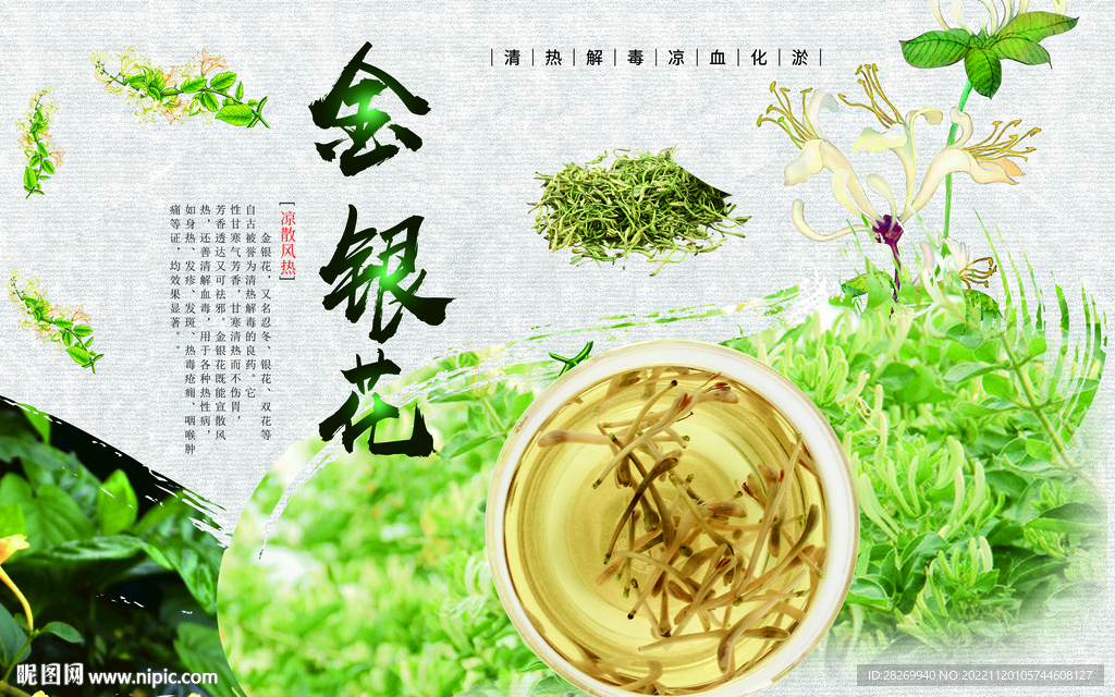 金银花 