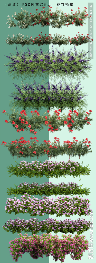 花卉植物