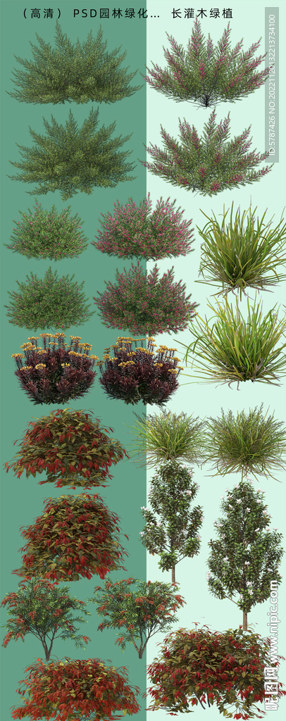 园林绿化植物