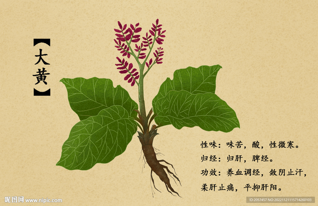  药材 植物大黄 