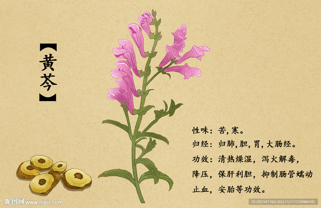 药材 植物 大黄 