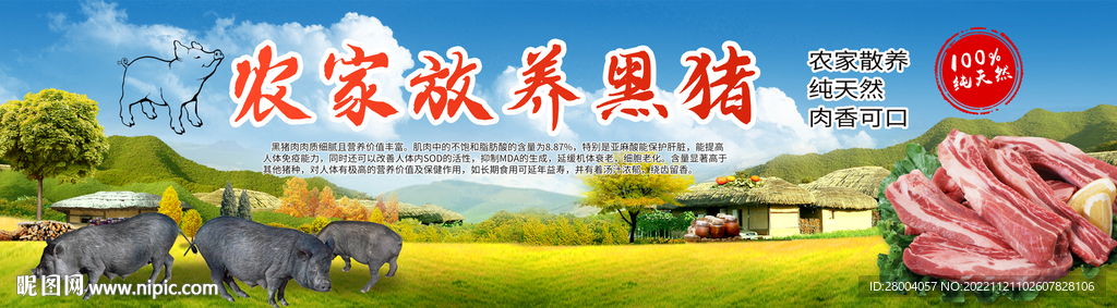 农家黑猪