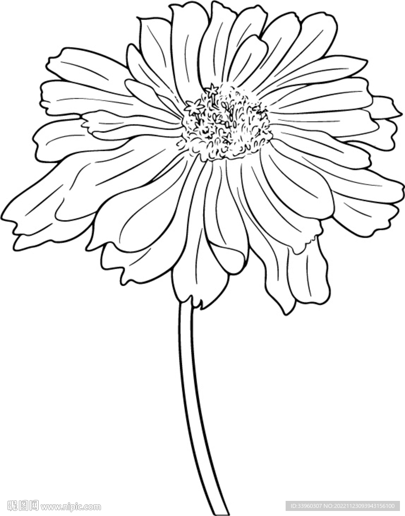 手绘菊花矢量素材