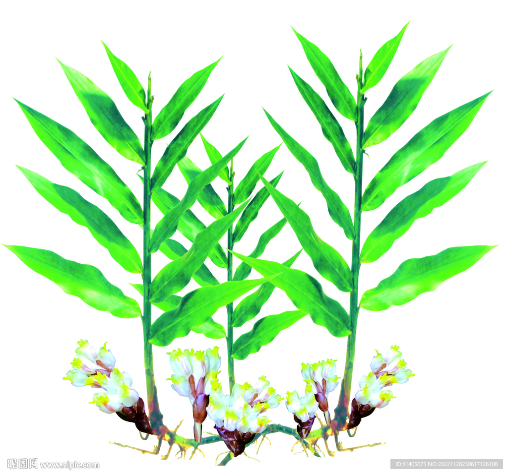 春砂仁花