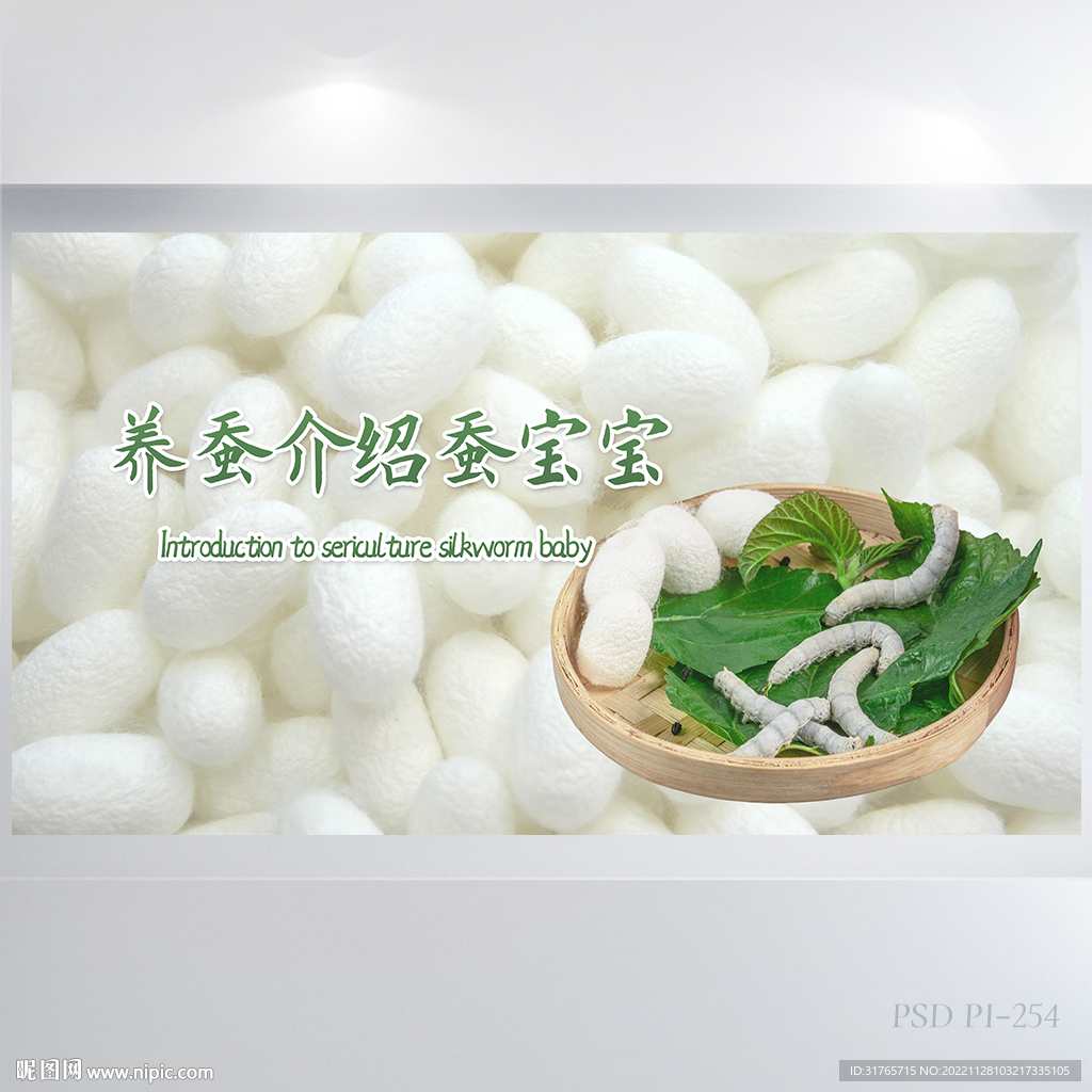 养蚕介绍蚕宝宝介绍背景展板海报