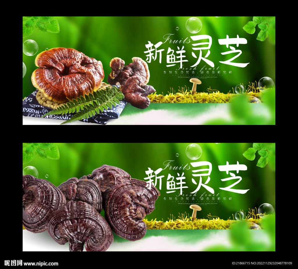 灵芝
