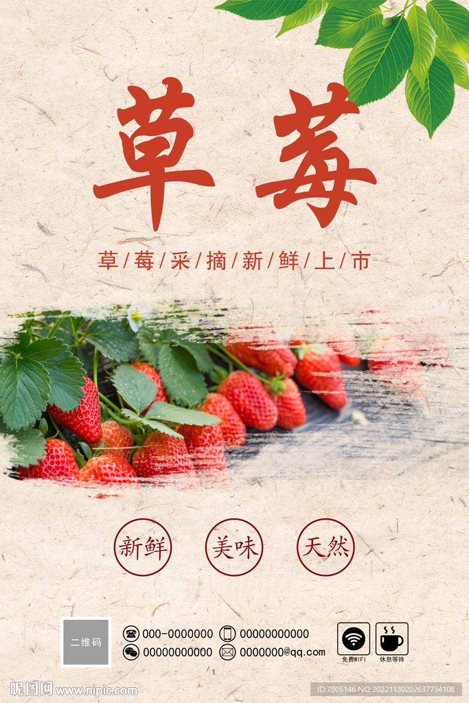 草莓采摘 