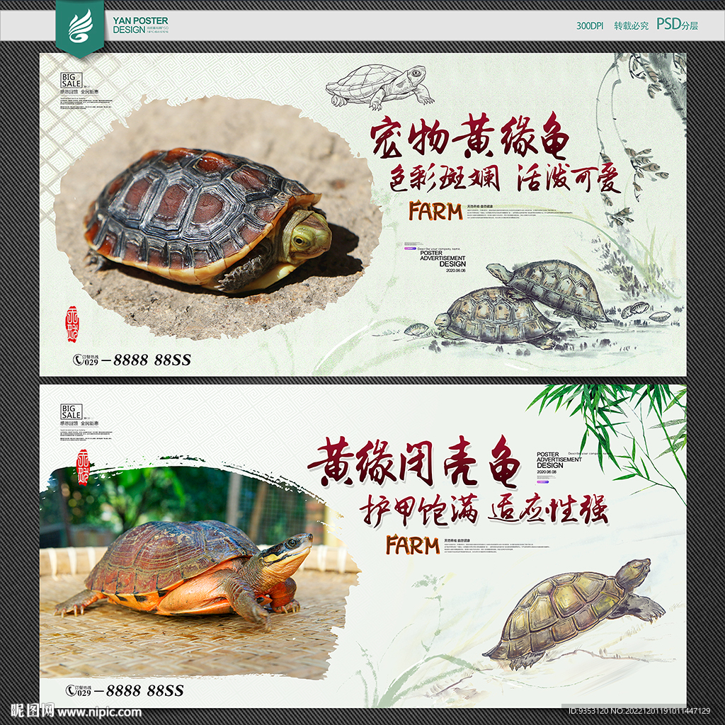 黄缘龟