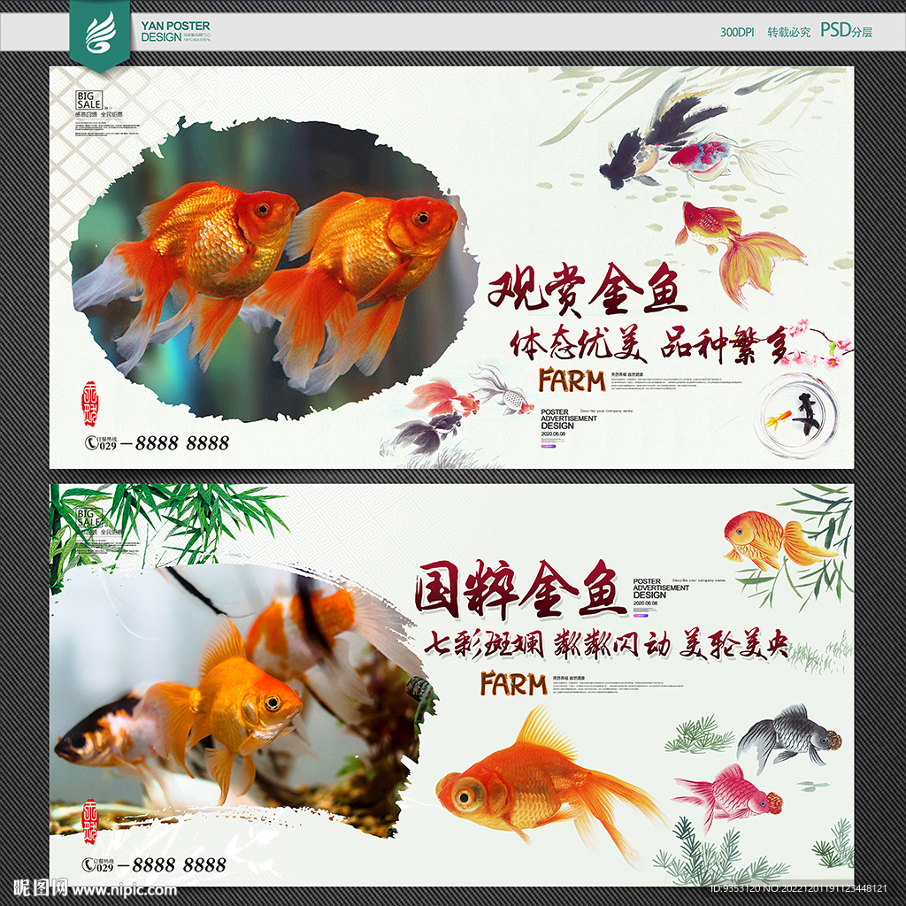 金鱼