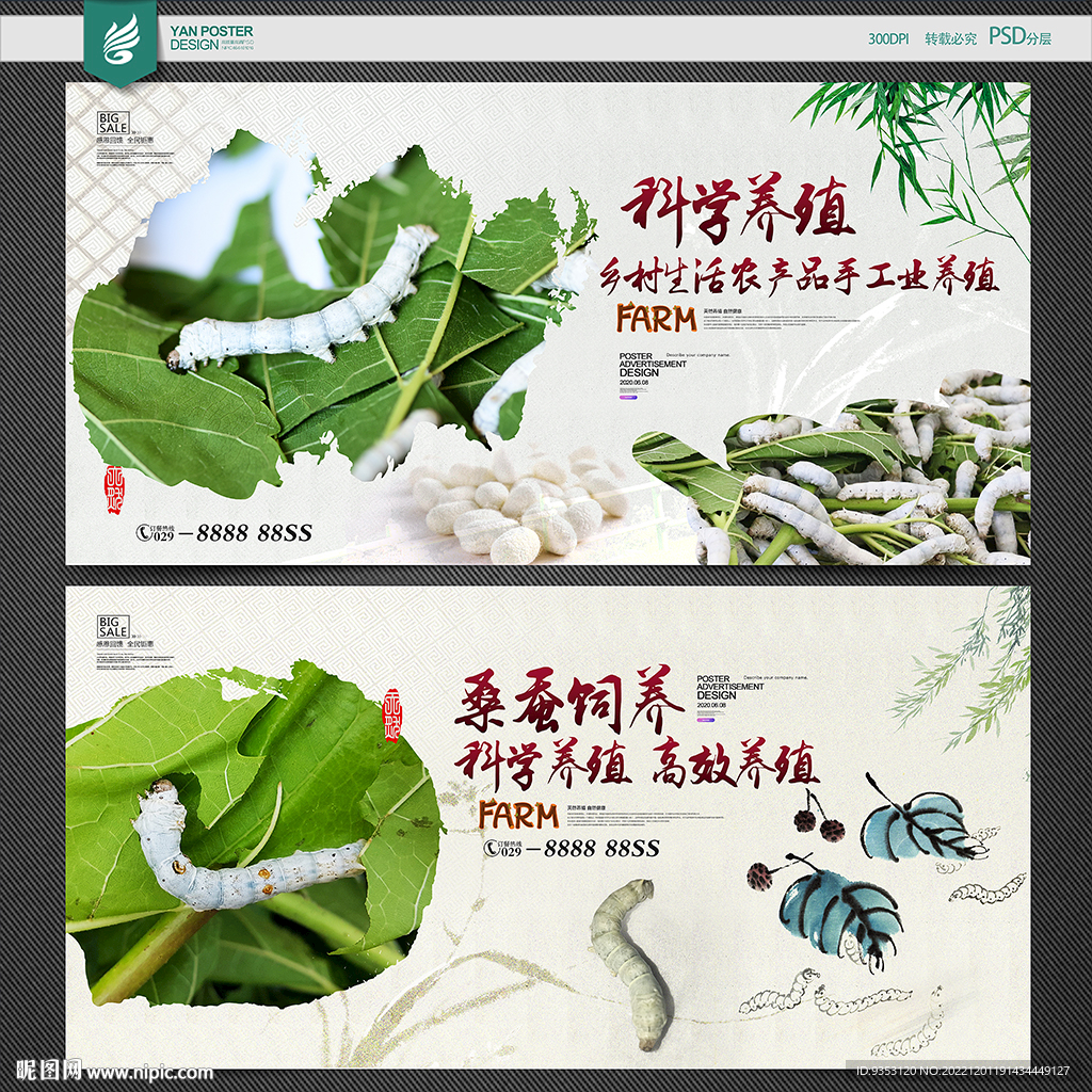 桑蚕养殖