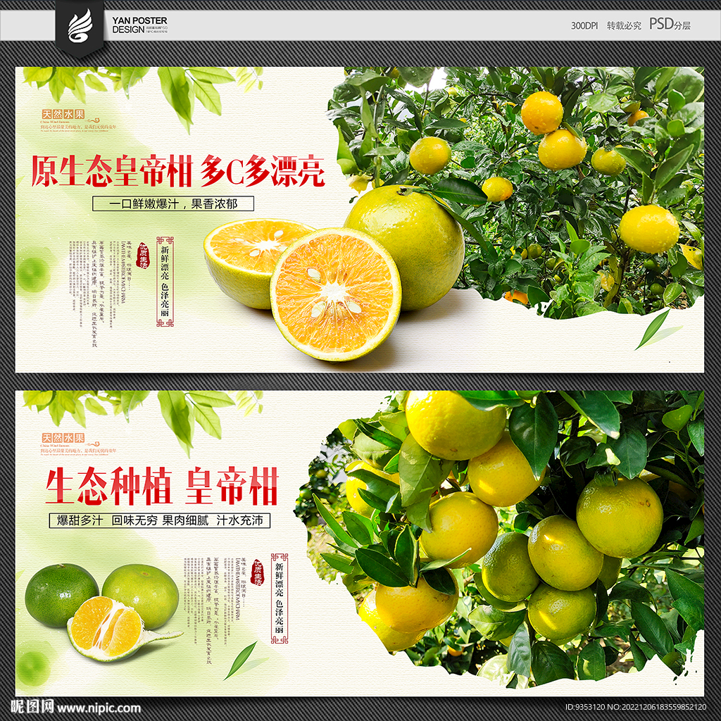 皇帝柑